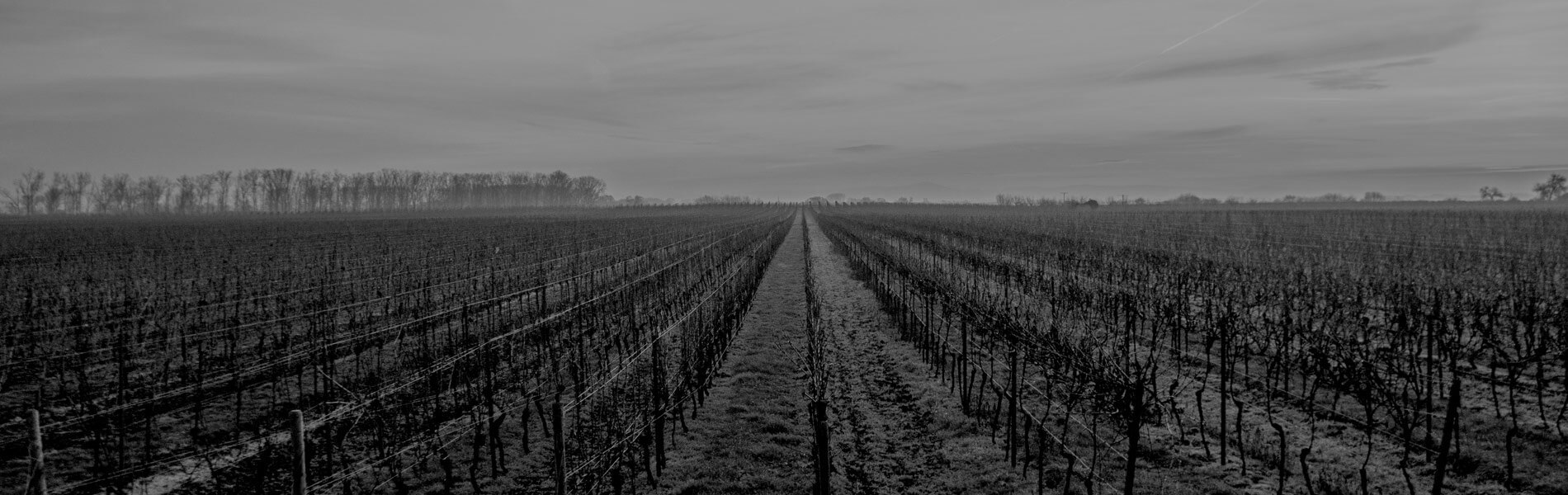 Sunset Vineyard Header